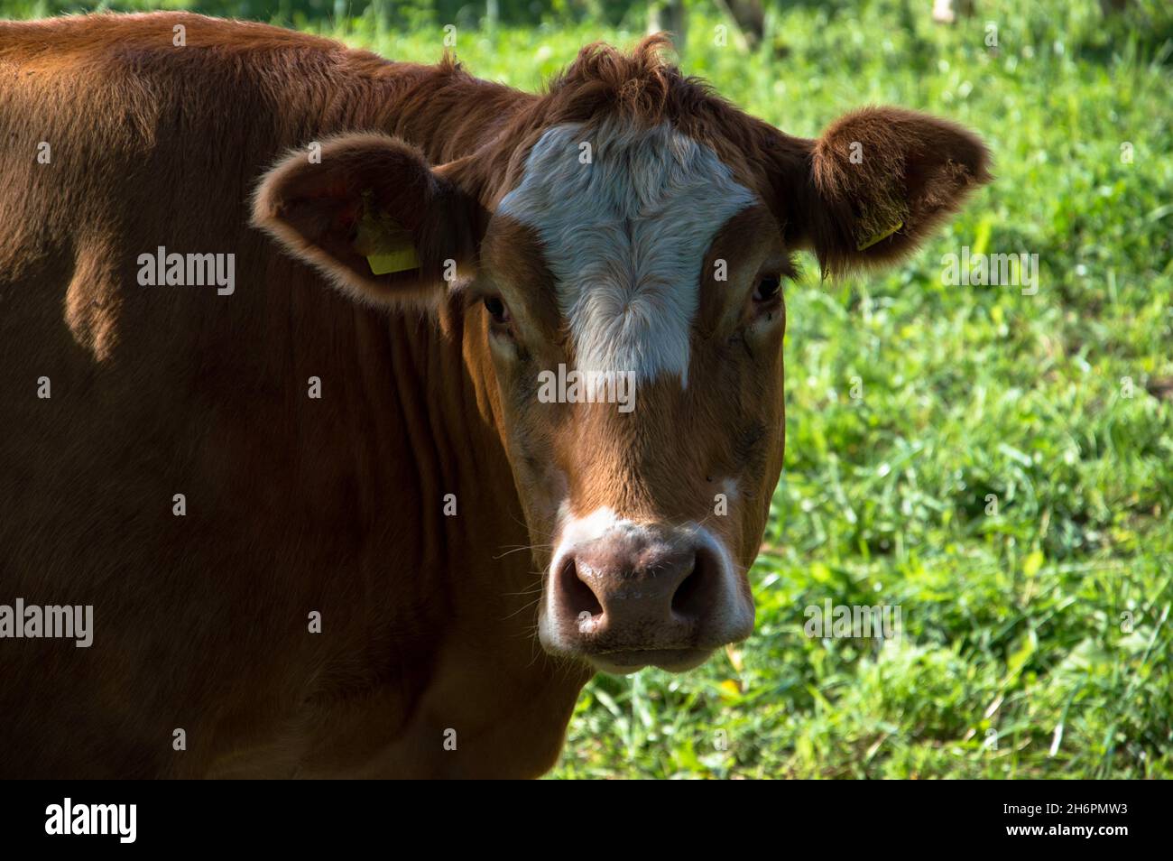 Kühe, Rinder und Kälber auf der Weide Stock Photo