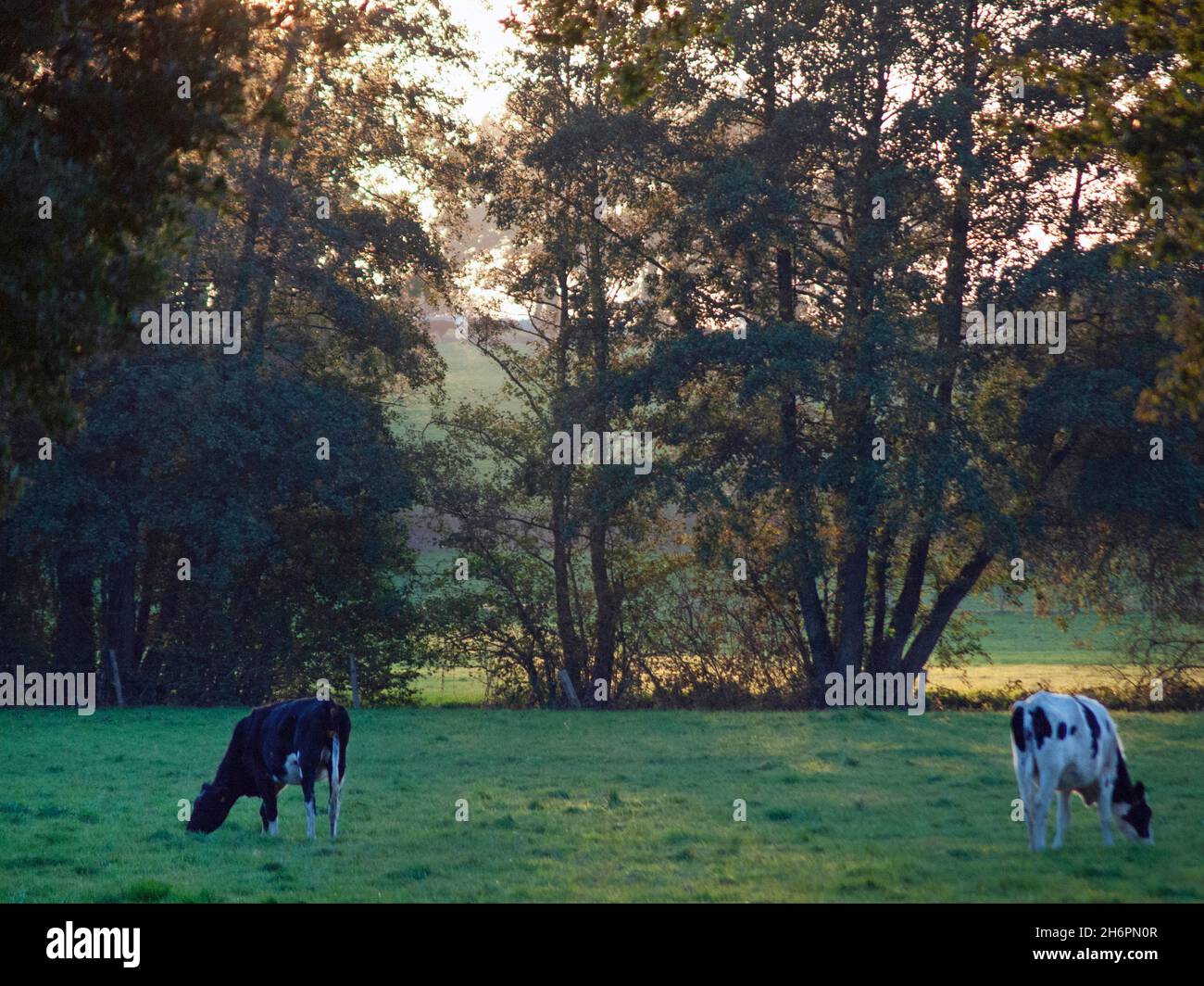 Herd cattle grazing on lush hi-res stock photography and images - Alamy