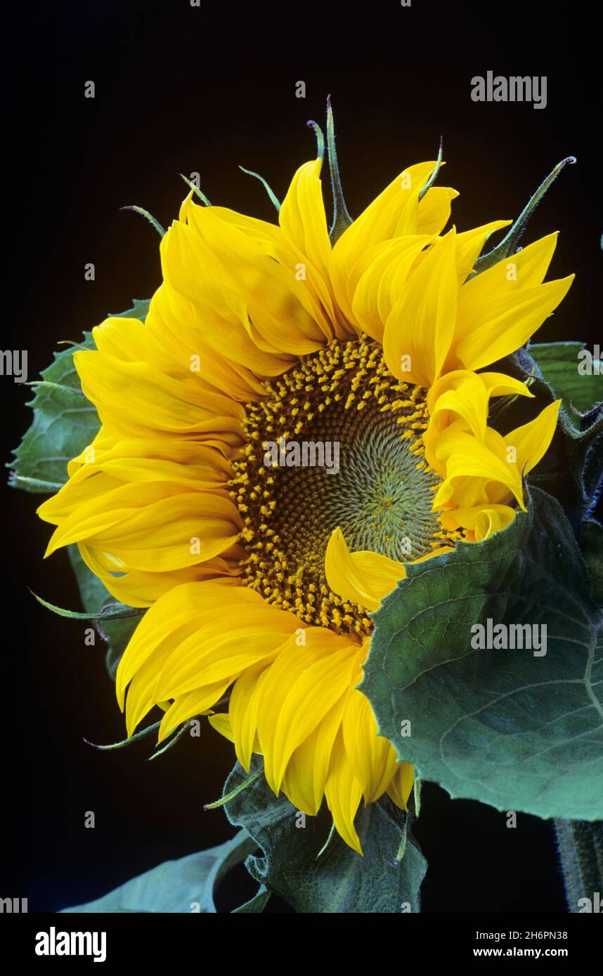 Close-up of a Sunflower Stock Photo
