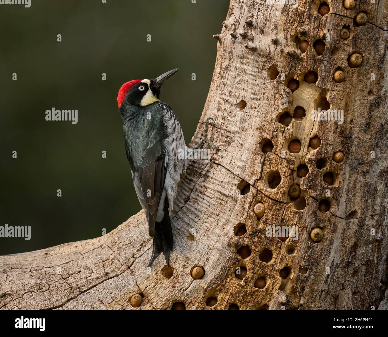 male Acorn Woodpecker (Melanerpes formicivorus) on granary acorn storage tree, Sacramento County California USA Stock Photo