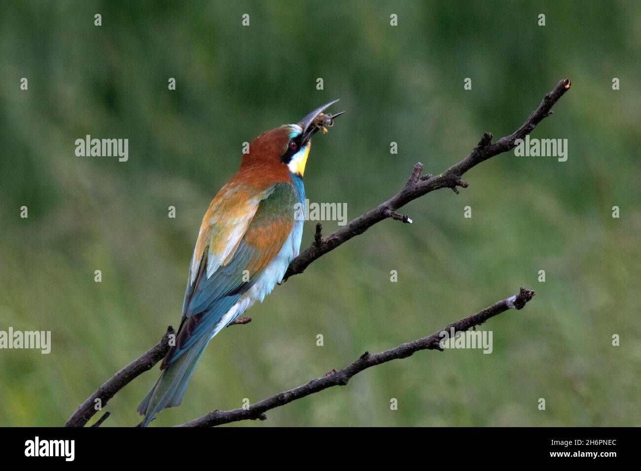 Least Green Bee Eater High Resolution Stock Photography and Images - Alamy