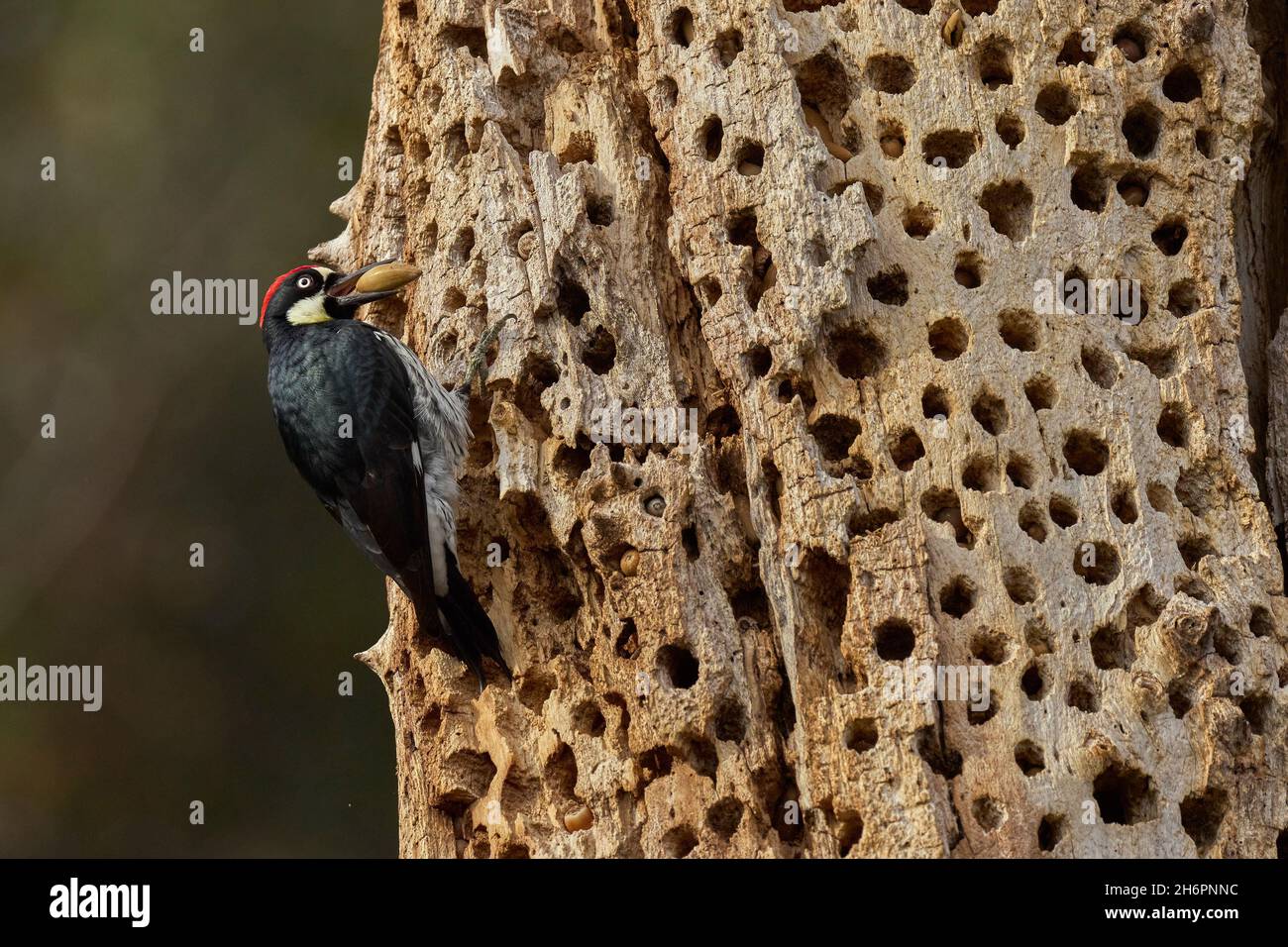 male Acorn Woodpecker (Melanerpes formicivorus) on granary acorn storage tree, Sacramento County California USA Stock Photo