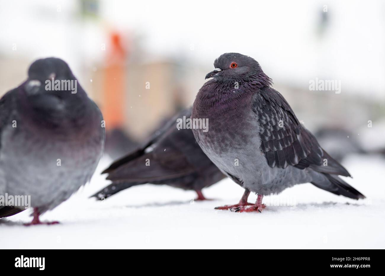 Beautiful pigeons sit in the snow in the city park in winter. Close up of pigeons in winter on the square in the park. Birds in the cold are waiting f Stock Photo