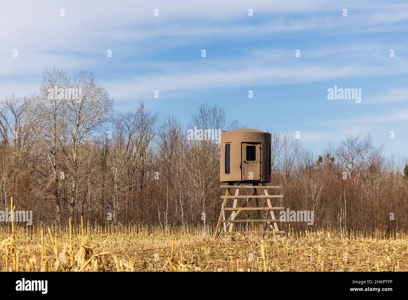 Deer hunting blind in a northern Wisconsin cornfield Stock Photo Alamy