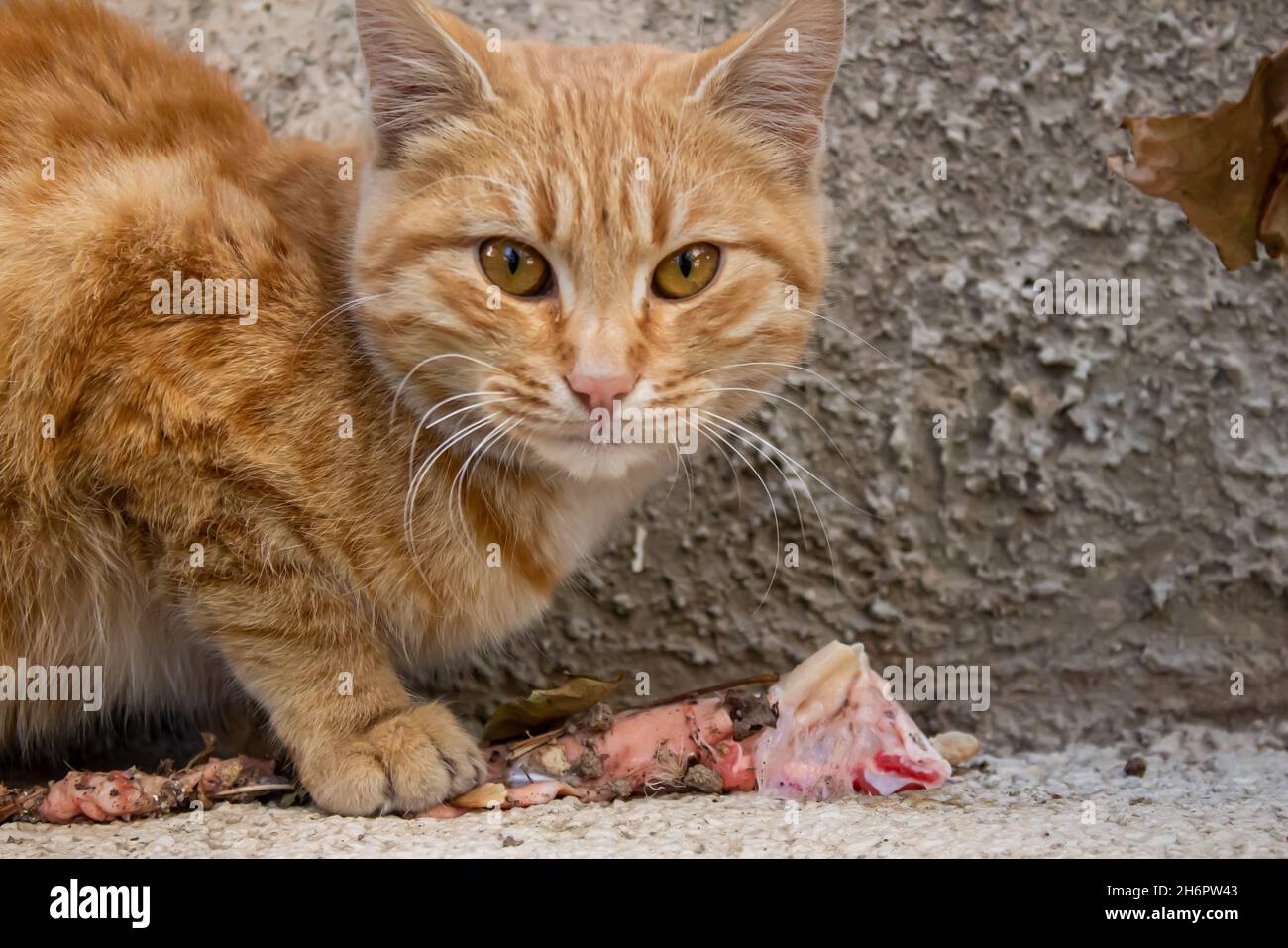 Orange stray cat eating raw meat, closeup photo of adorable stray cat. Hungry stray animal