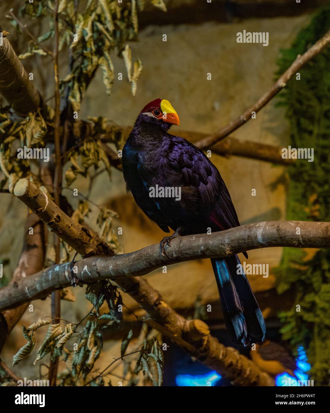 A picture of a Violet Turaco at the Ostrava Zoo. Stock Photo