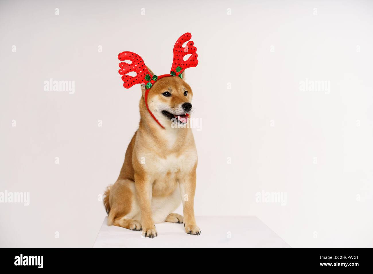 New year and christmas concept with dog wearing red deer antlers headband on solid light background Stock Photo
