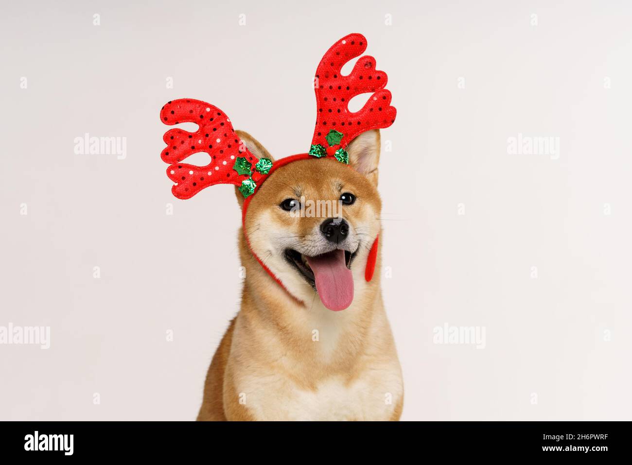 Close up portrait of funny beautiful dog in christmas deer costume looking to the side and licking itself, isolated on light background Stock Photo