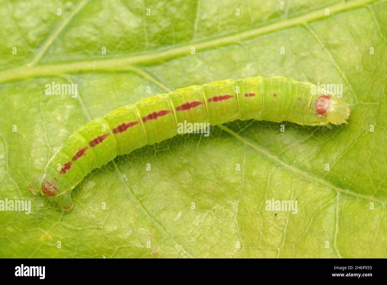 Dorsal view of November moth caterpillar (Epirrita dilutata) Stock Photo