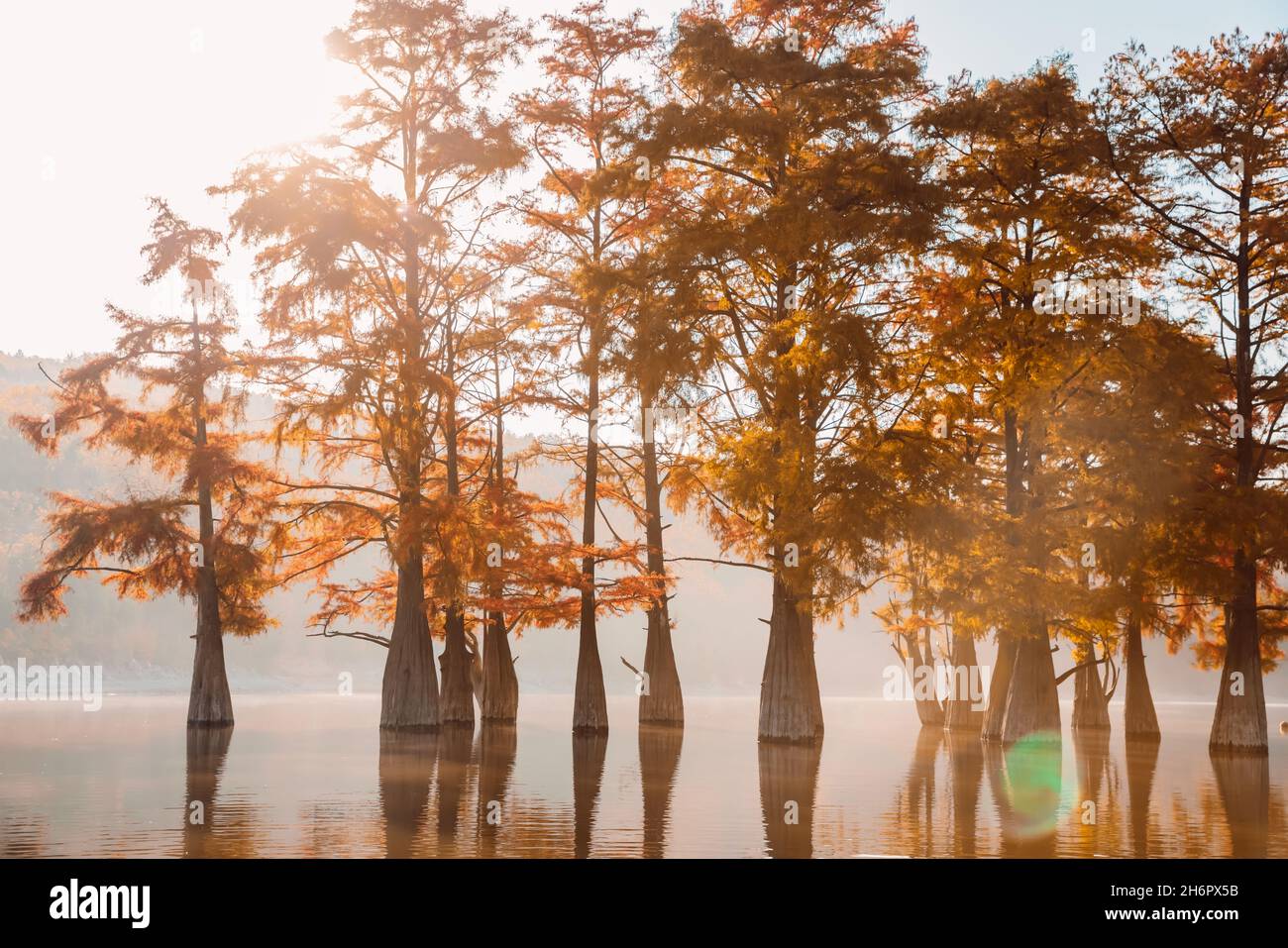 Autumnal swamp cypresses in lake with reflection and sunshine. Stock Photo