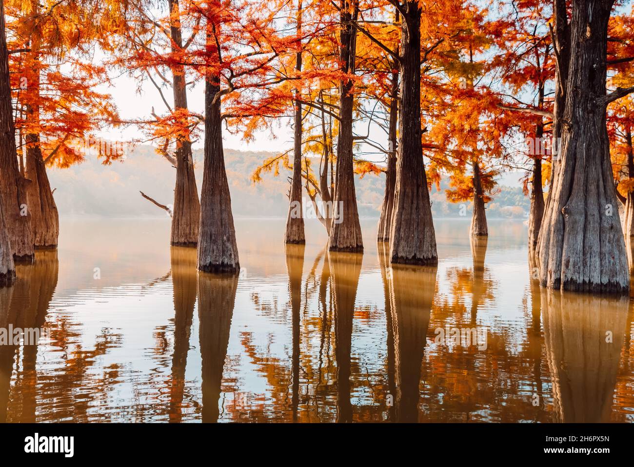 Autumn on lake with swamp cypresses with reflection. Stock Photo