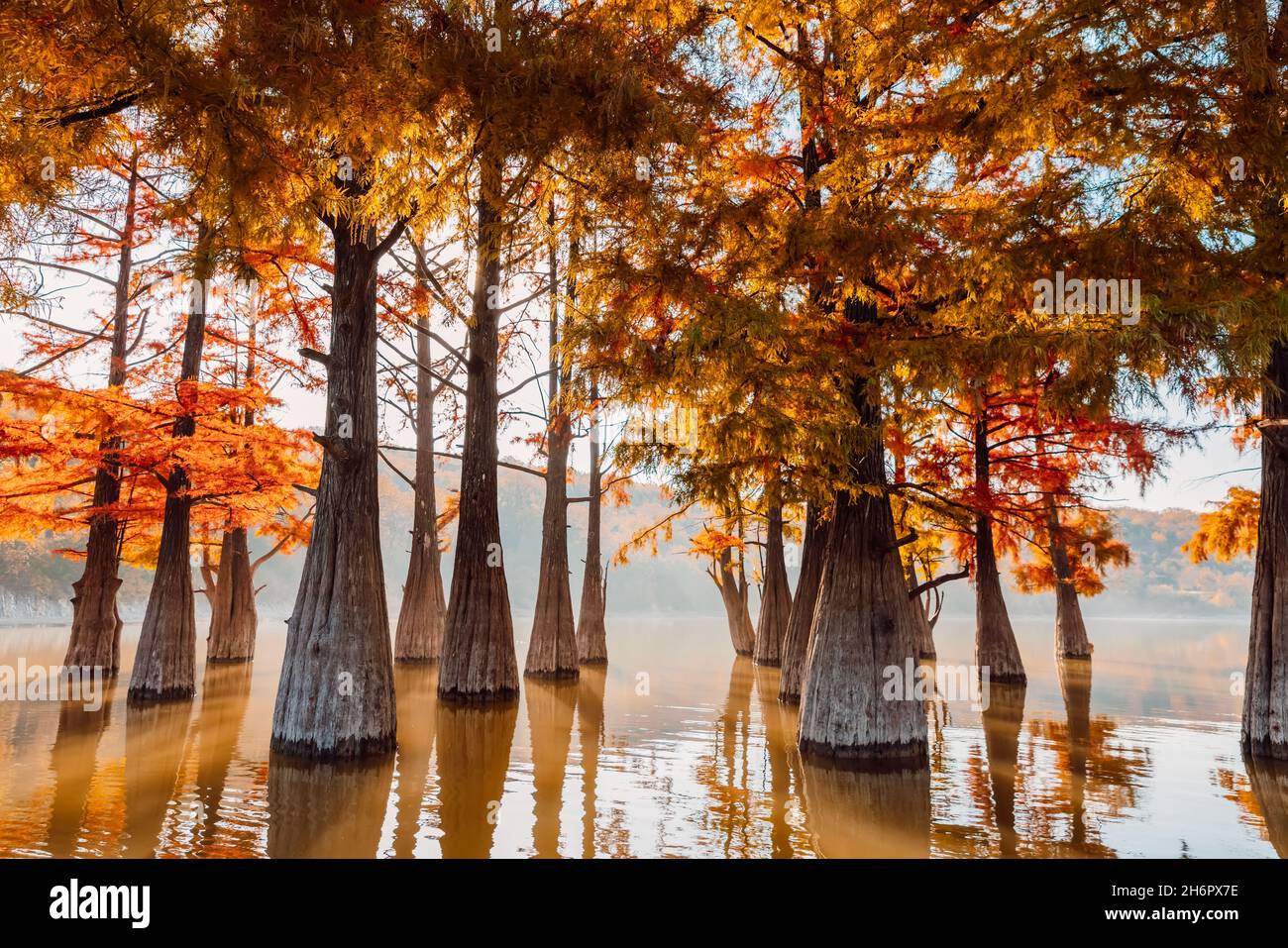 Autumn on lake with swamp cypresses with reflection. Stock Photo