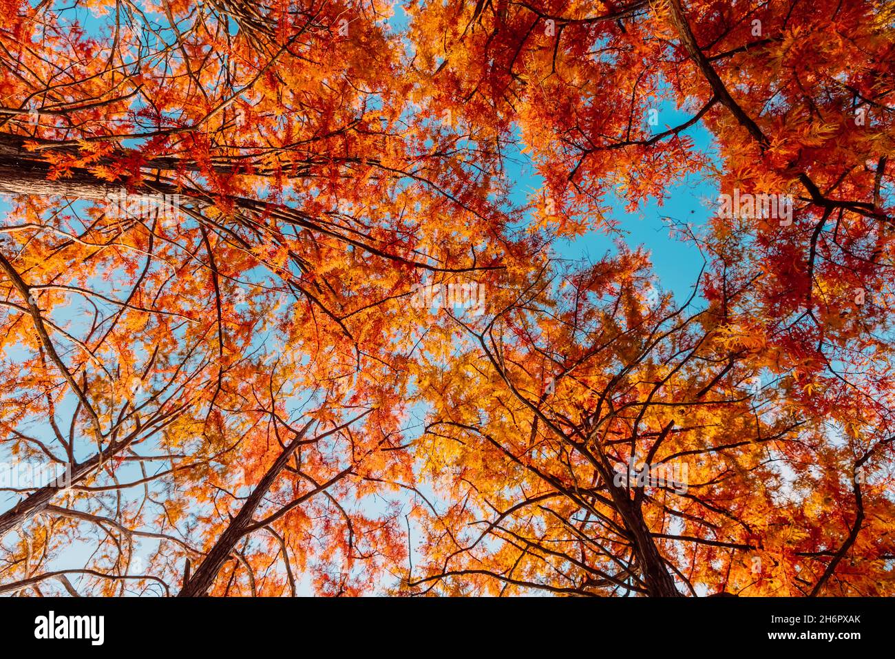 Trees with red needles. Autumnal swamp cypresses and blue sky Stock Photo
