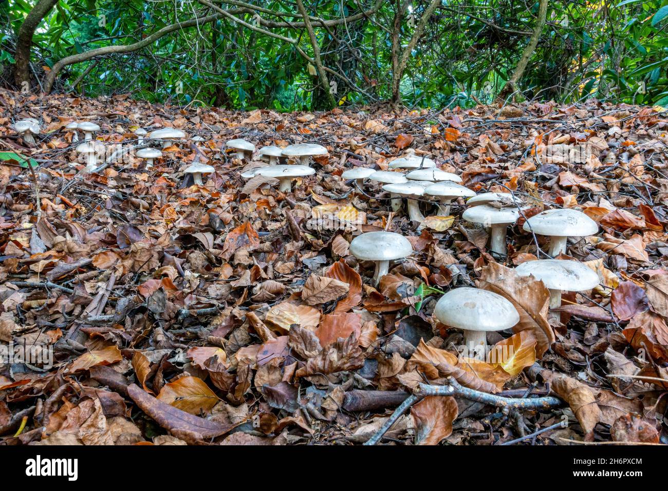 Leafy woodland hi-res stock photography and images - Alamy