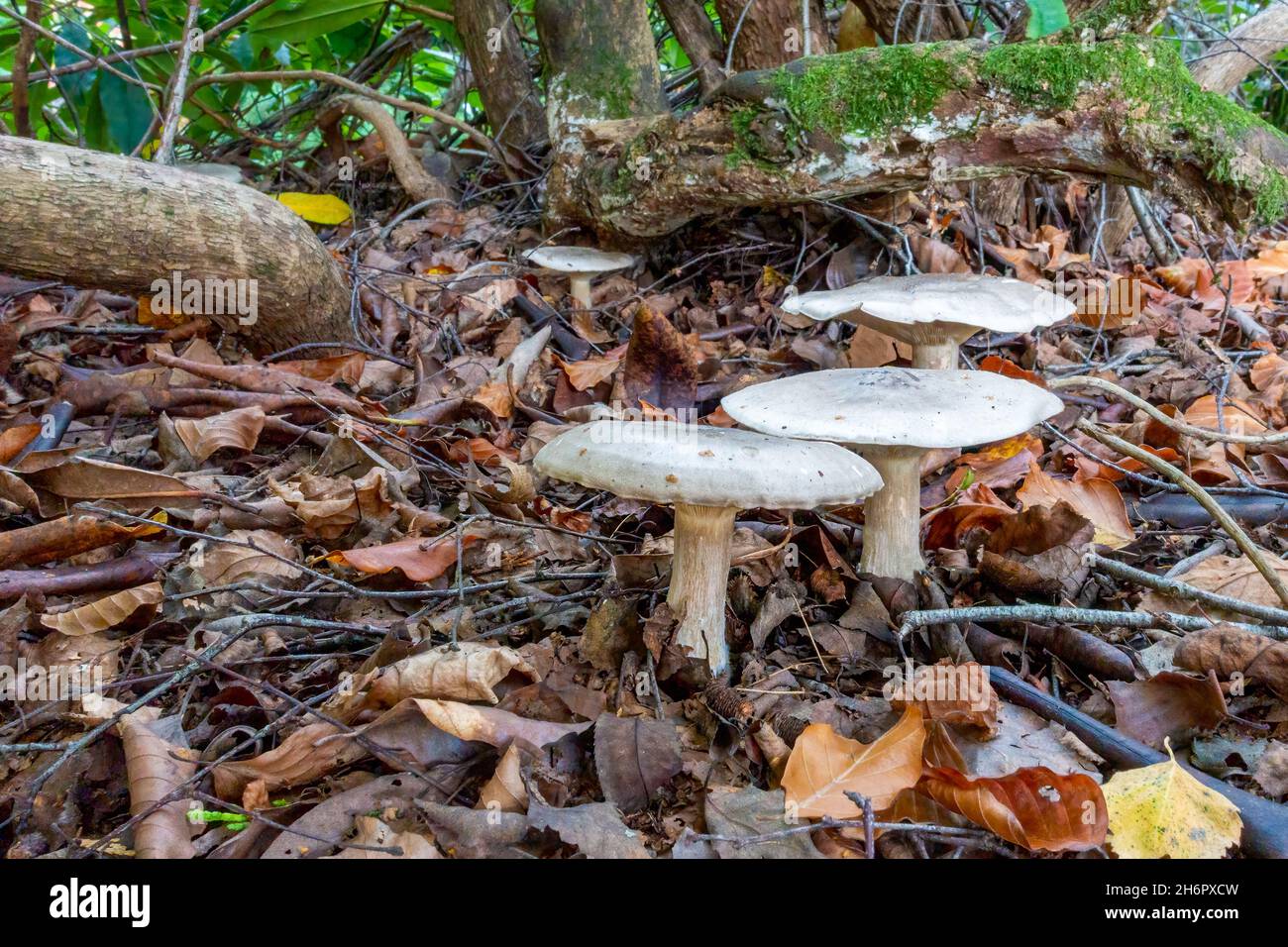 Leafy woodland hi-res stock photography and images - Alamy