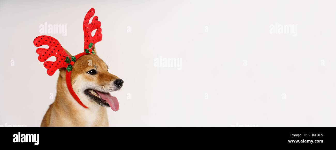 Close up portrait of funny beautiful dog in christmas deer costume looking to the side and licking itself, isolated on light background Stock Photo