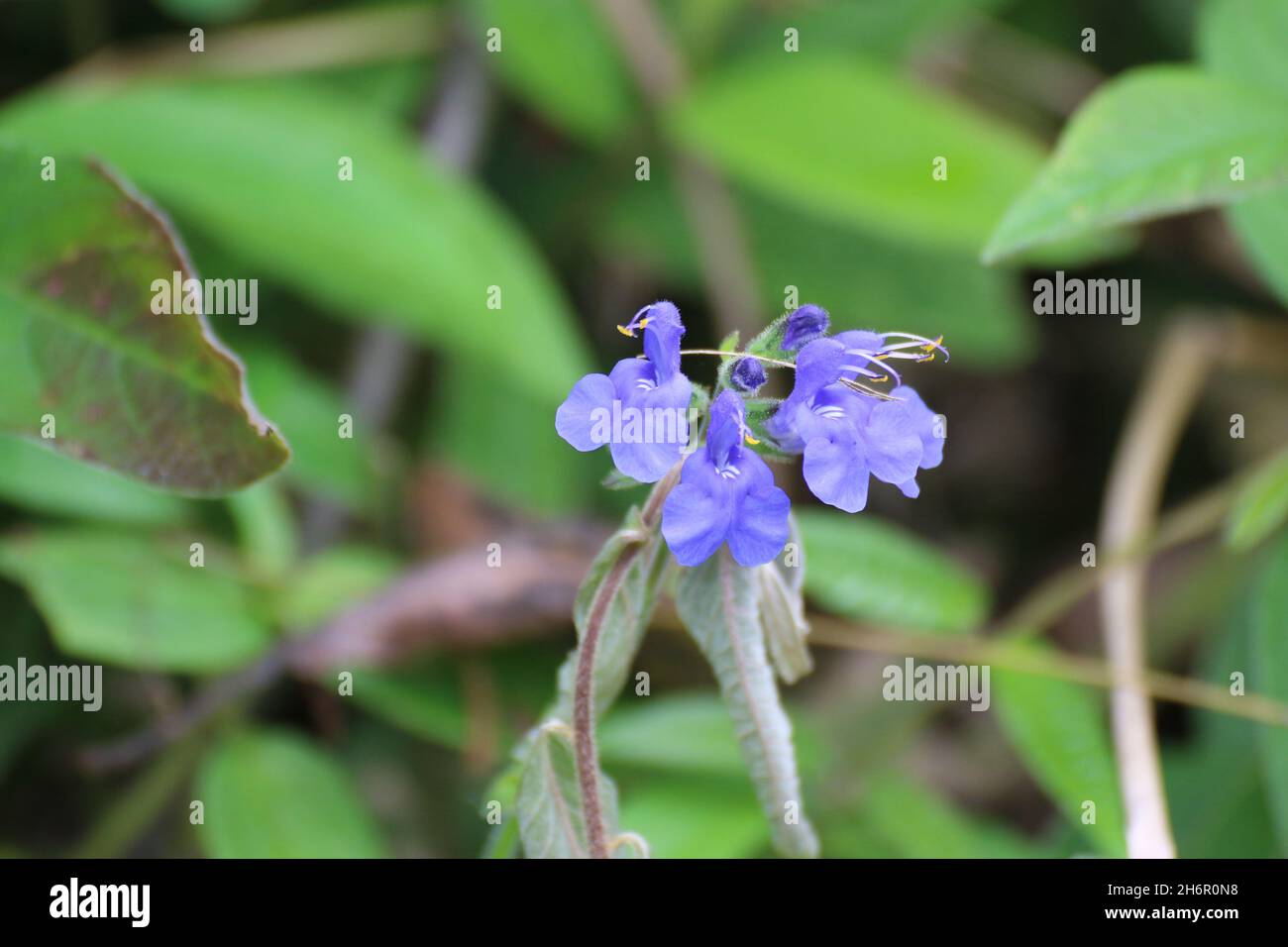 Beautiful wild flowers of Colombia Stock Photo