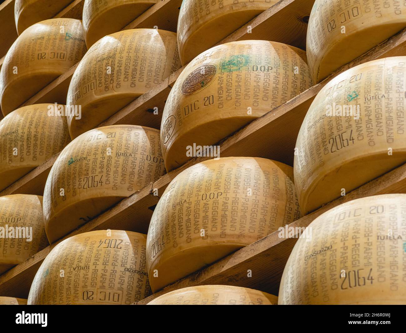 parmesan Parmigiano Reggiano cheese wheel maturing in the diary farm