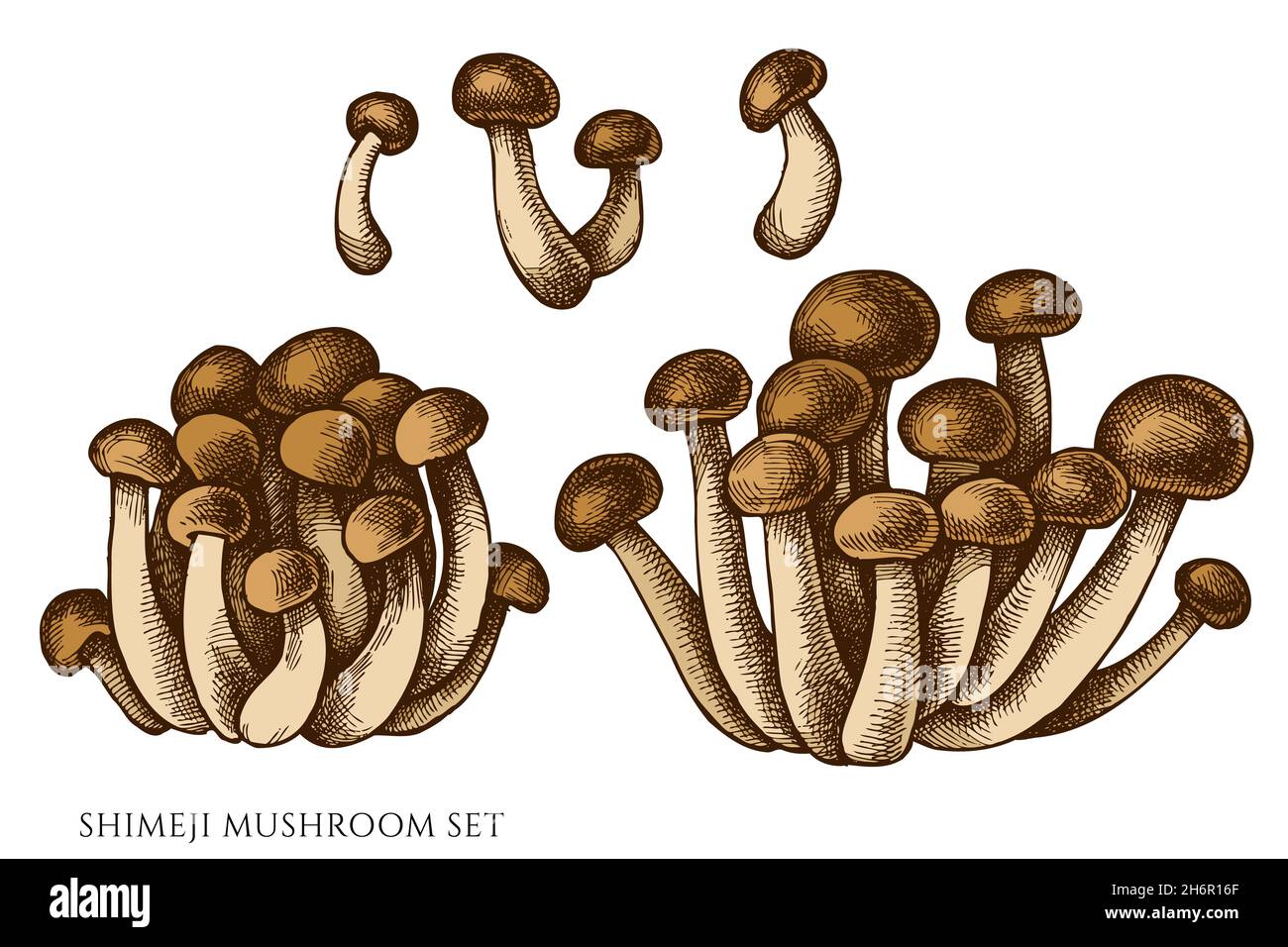 Vector set of hand drawn colored shimeji Stock Vector Image & Art Alamy