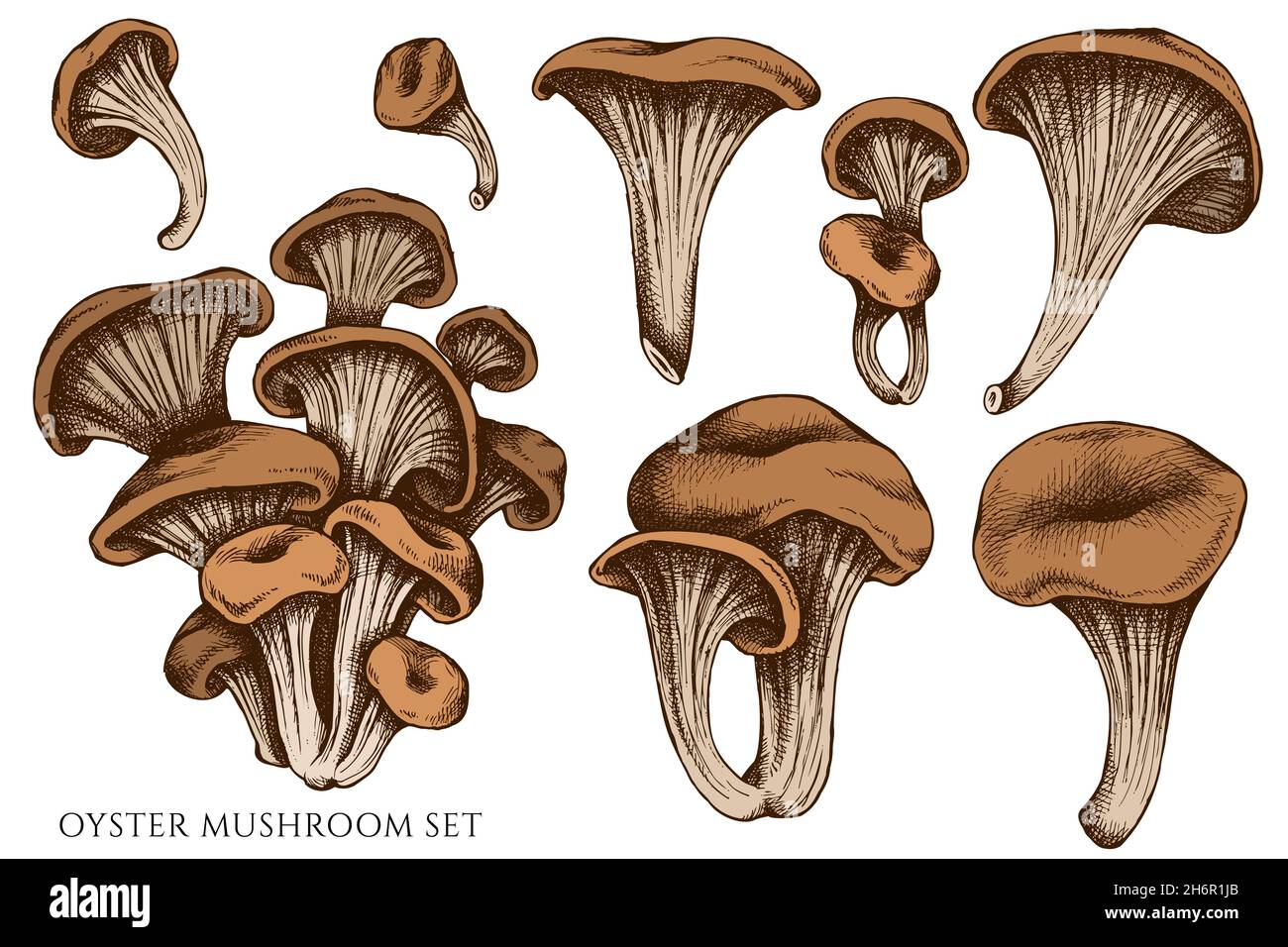 Vector set of hand drawn colored oyster mushroom Stock Vector Image