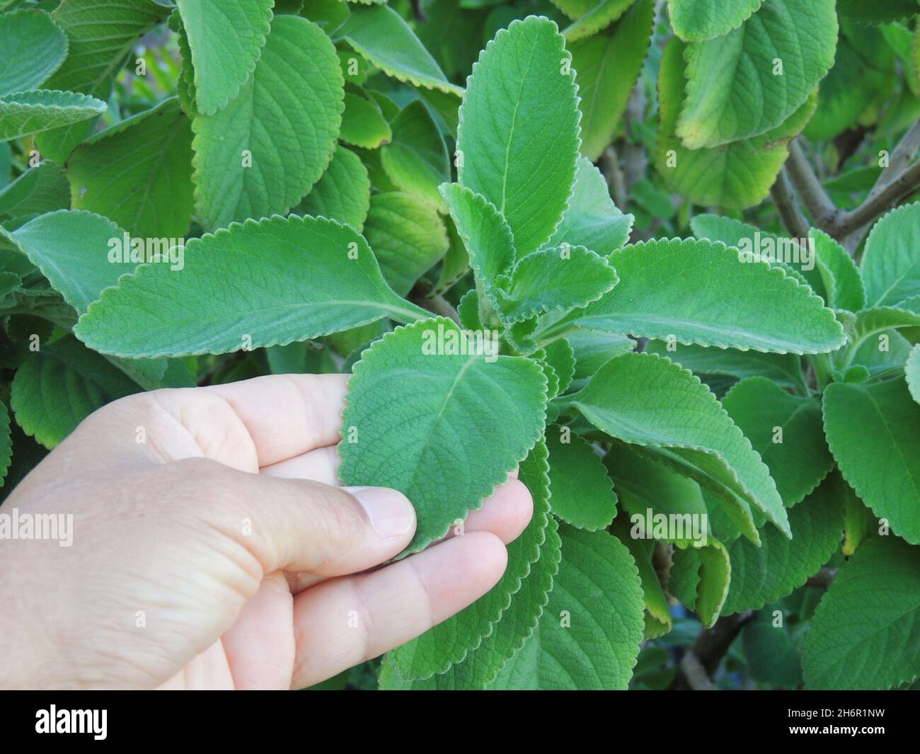 salvador, bahia, brazil - november 12, 2021: hand holding branch of boldo plant - Plectranthus barbatus - in a vegetable garden in Salvador city. Stock Photo
