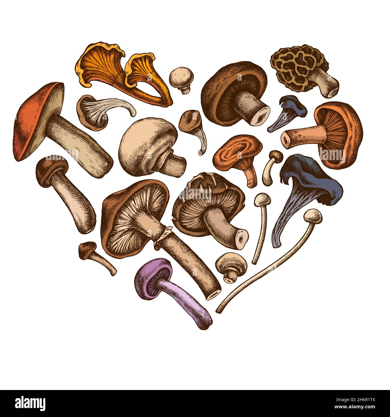 Heart design with colored oyster mushroom, champignon, honey agaric