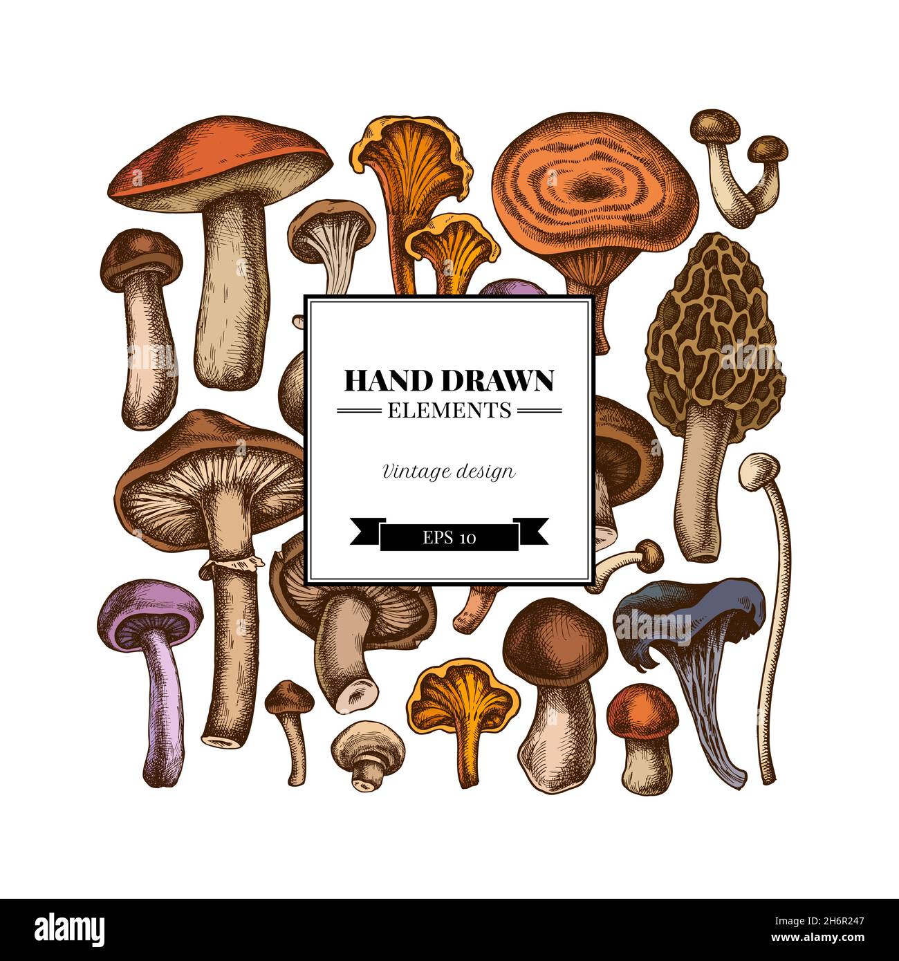 Square design with colored oyster mushroom, champignon, honey agaric