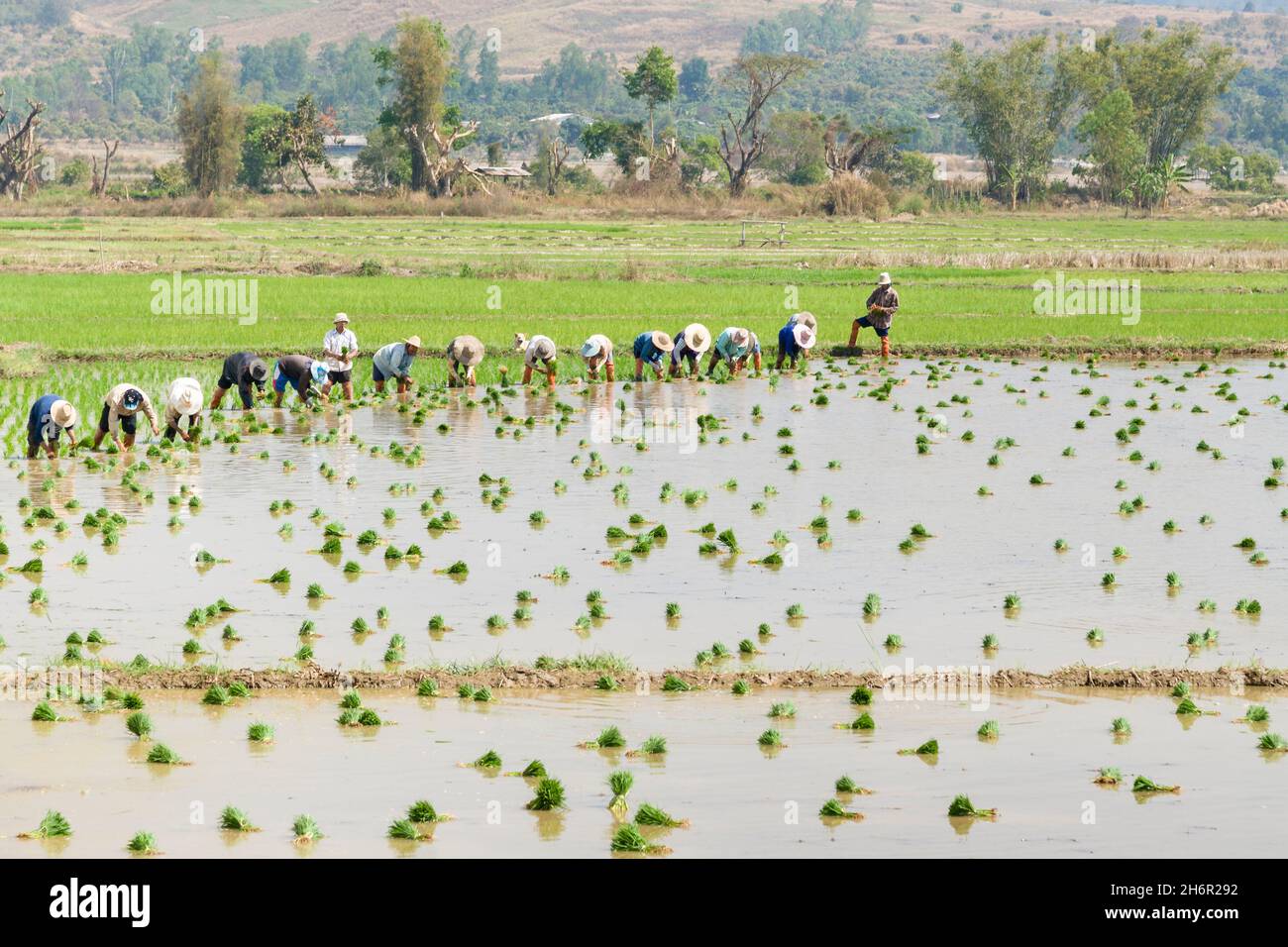 Farmers planting rice paddy in a field, Thailand Stock Photo