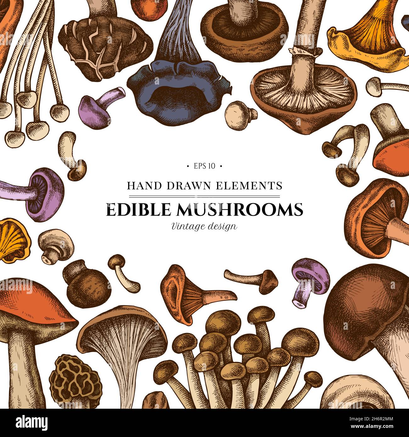 Colored elements design with oyster mushroom, champignon, honey agaric