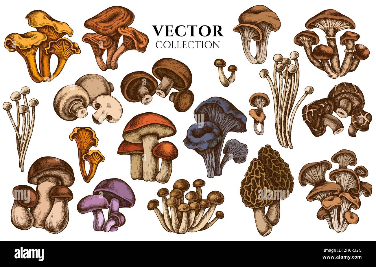 Badge design with colored oyster mushroom, champignon, honey agaric