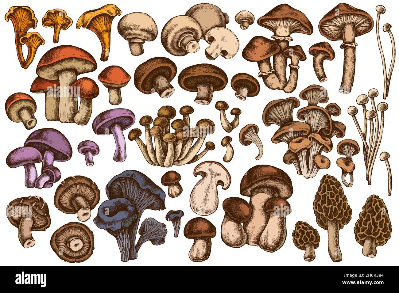 Vector set of hand drawn colored oyster mushroom, champignon, honey