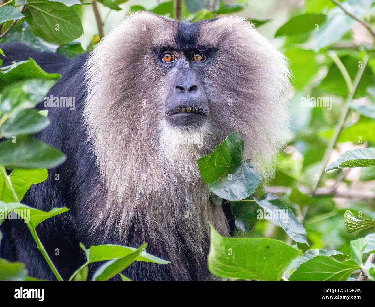 Liontailed macaque in National Zoological Park in New Delhi, India
