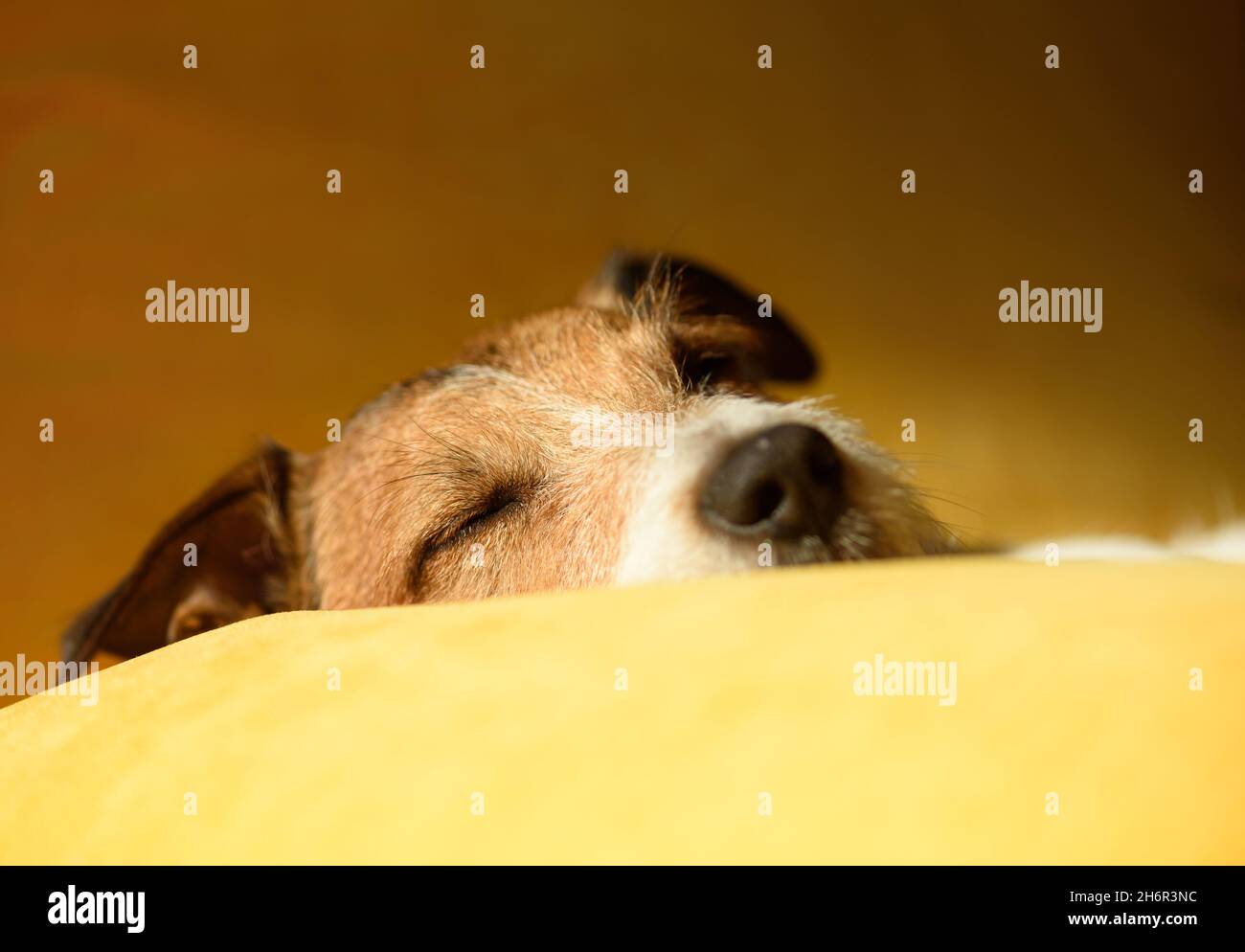 Cute lazy dog sleeping on sofa pillow during midday sloth time Stock Photo