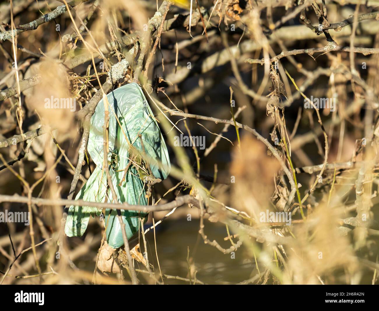 A dog poo bag hung in a tree by the River Brathay, Ambleside, Lake District, UK. Stock Photo