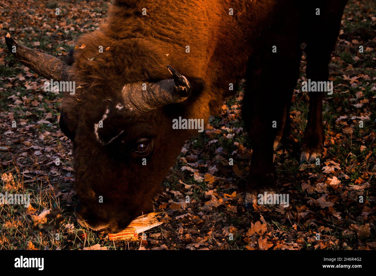 A bison during his lunch time. Stock Photo