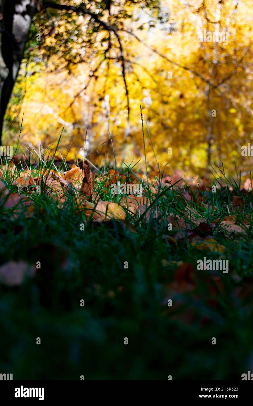 Wallpaper background garden park outdoor hi-res stock photography and  images - Page 11 - Alamy