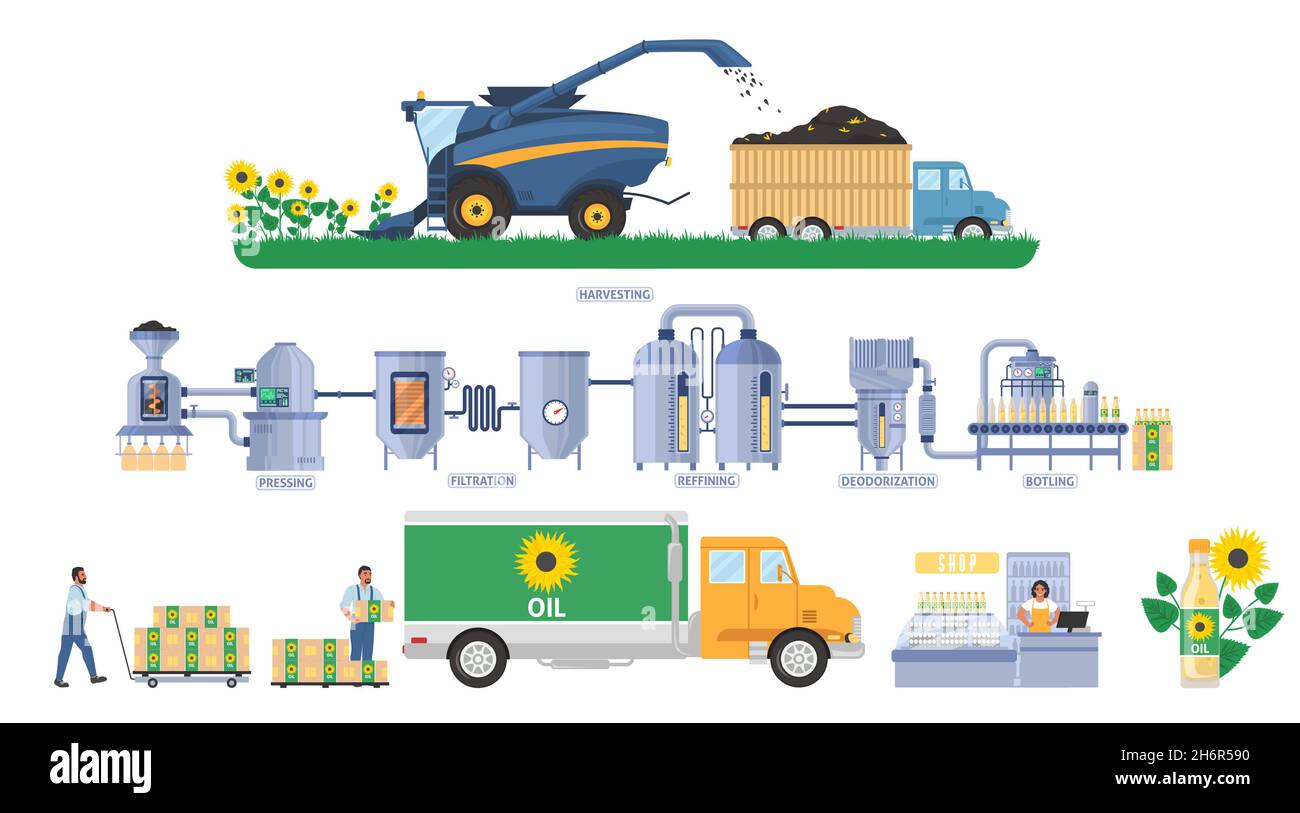 Sunflower oil production vector infographic. Seeds harvesting