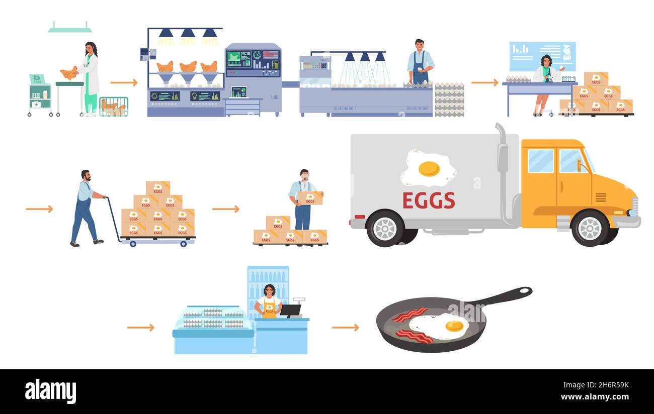 Poultry farming, egg production vector infographic. Chicken factory processing line, distribution, sale. Food industry. Stock Vector
