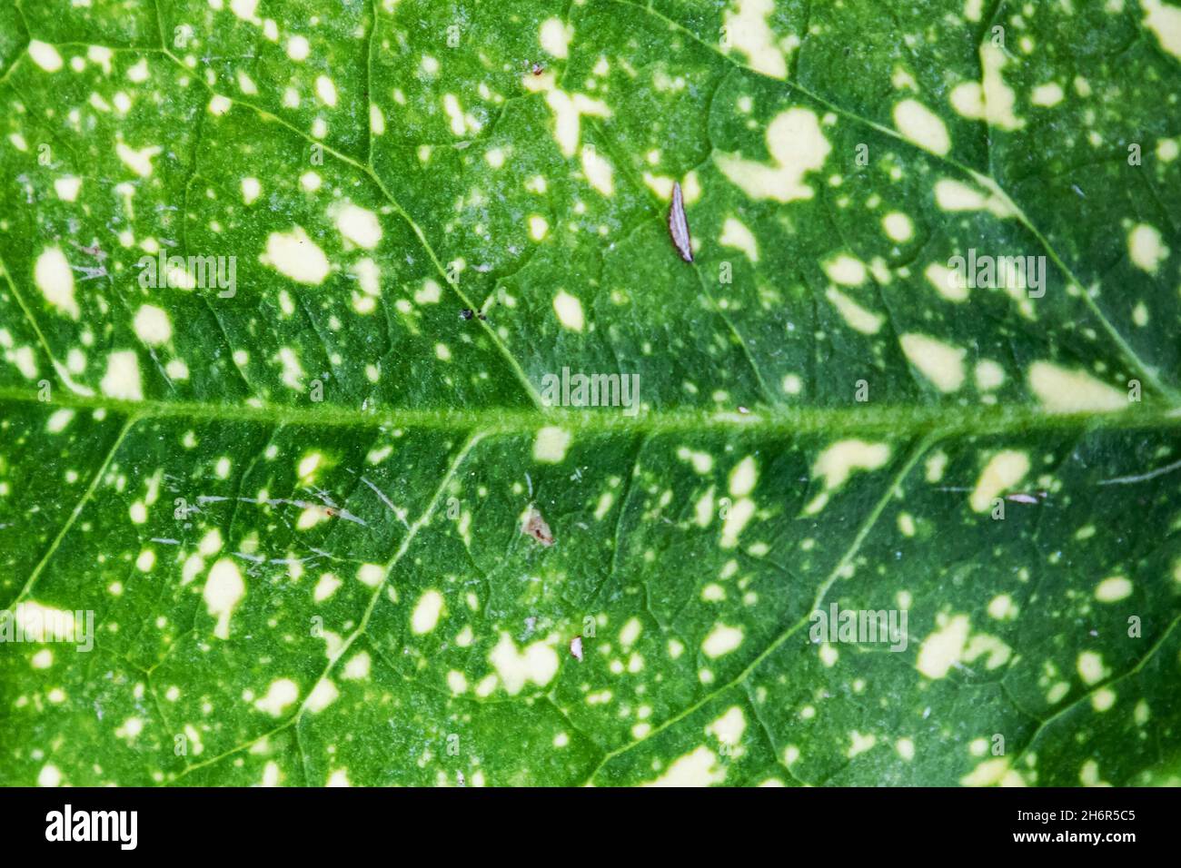 Green leaf surface texture. Abstract plant backdrop. Natural effect pattern. Textured background. Graphic resource. Stock Photo