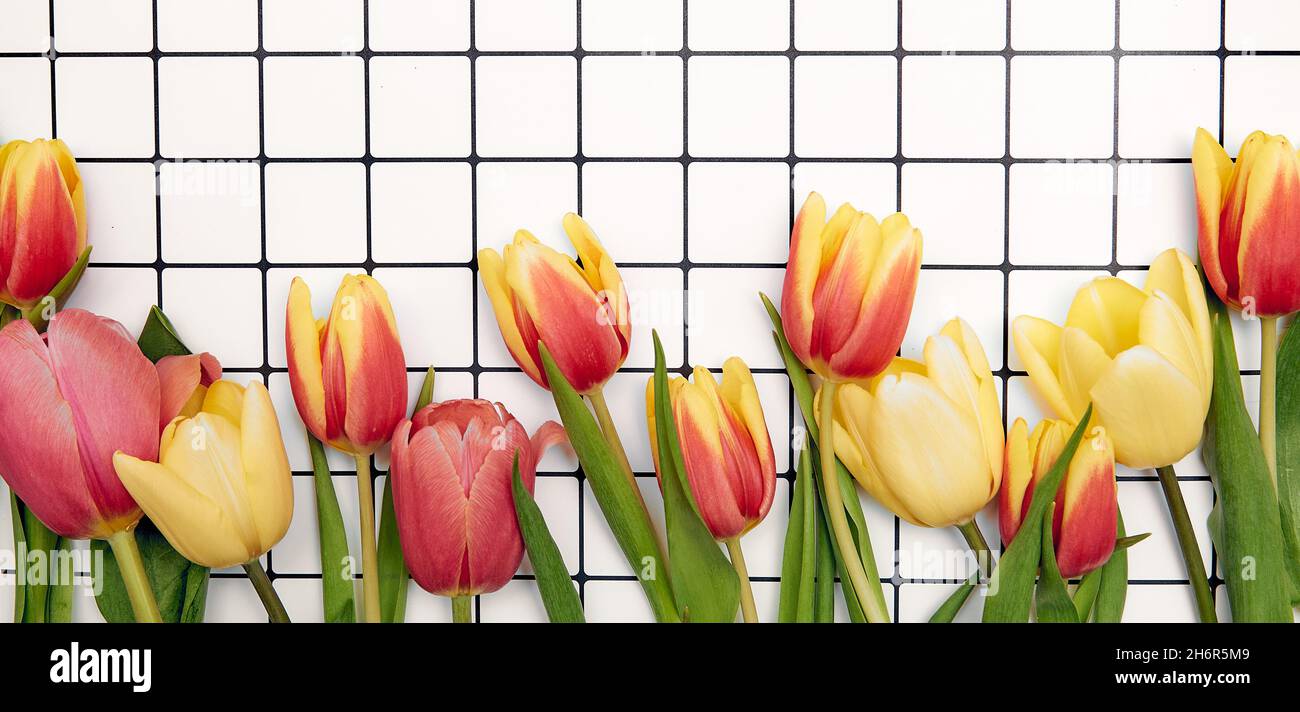 Spring floral background with copy space. Flat-lay frame made of tulips blossom flowers with water drops, top view, wide composition. Womens day, moth Stock Photo