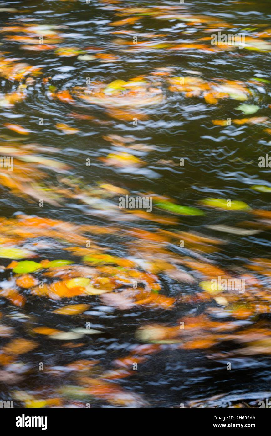 Red, gold and orange coloured Autumn leaves on a flowing river long exposure abstract image with swirls and whirlpools Stock Photo