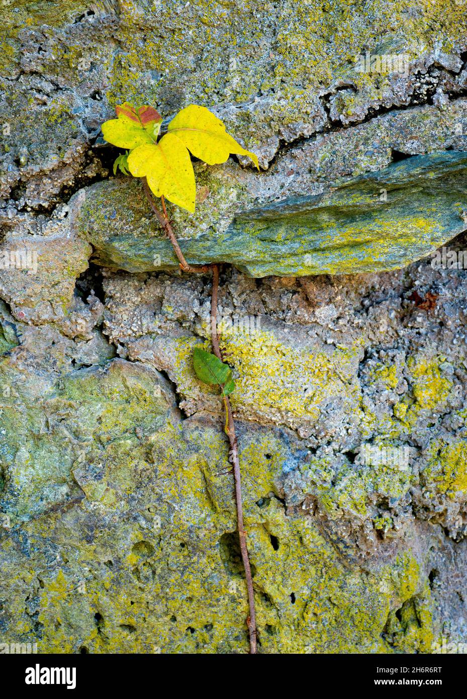 Vine of poison ivy (Toxicodendron radicans) climbing an old stone wall in autumn in central Virginia. Yellow color on wall is lichen. Stock Photo
