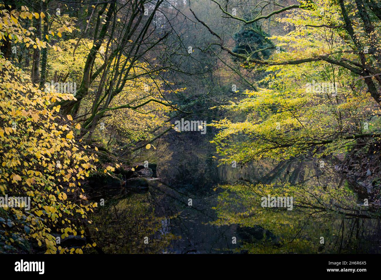 Overhanging yellow leaves hi-res stock photography and images - Alamy