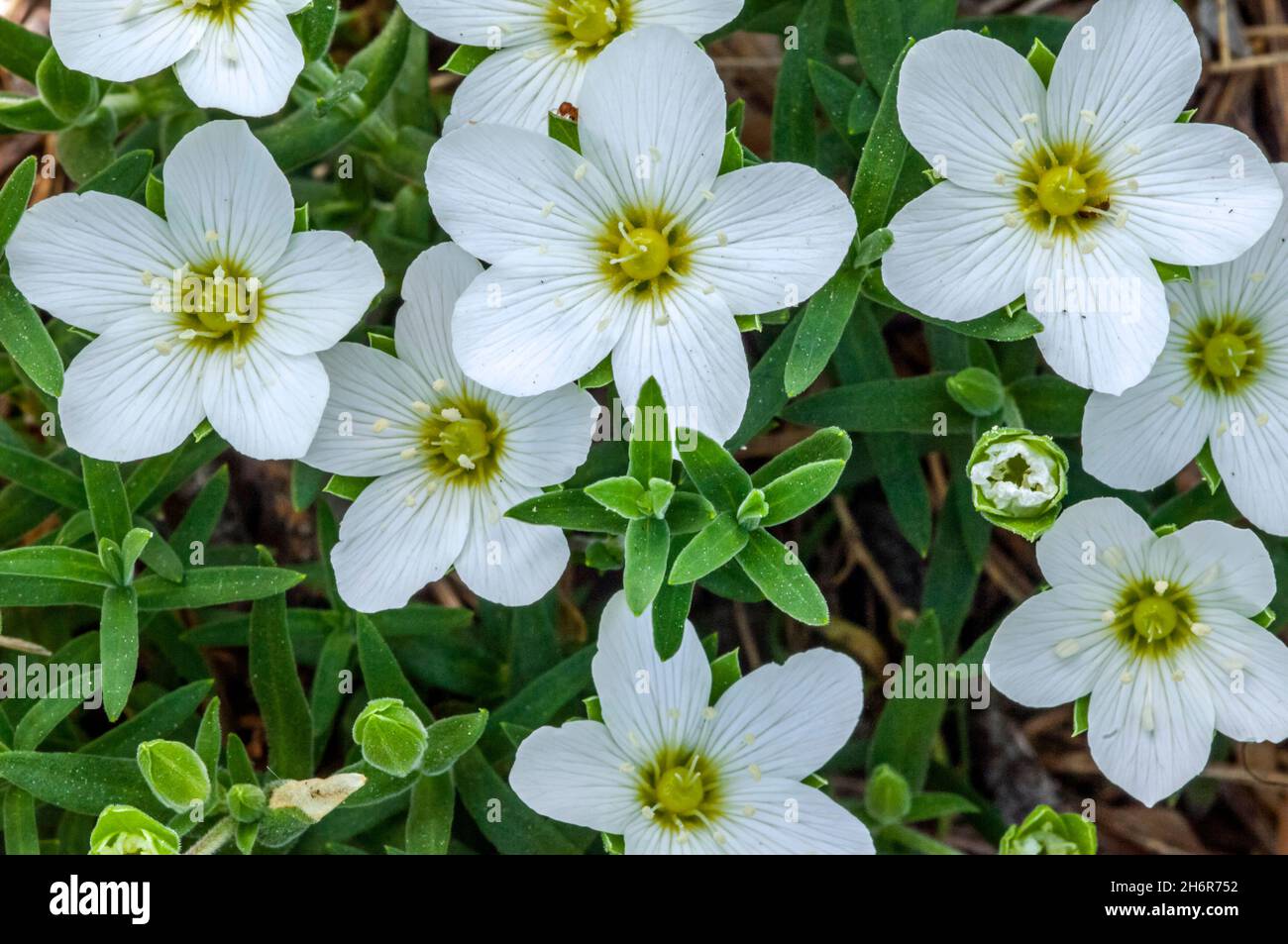 Mountain sandwort (Arenaria montana) in flower, native to mountainous regions of southwestern Europe, from the Pyrenees to Portugal Stock Photo