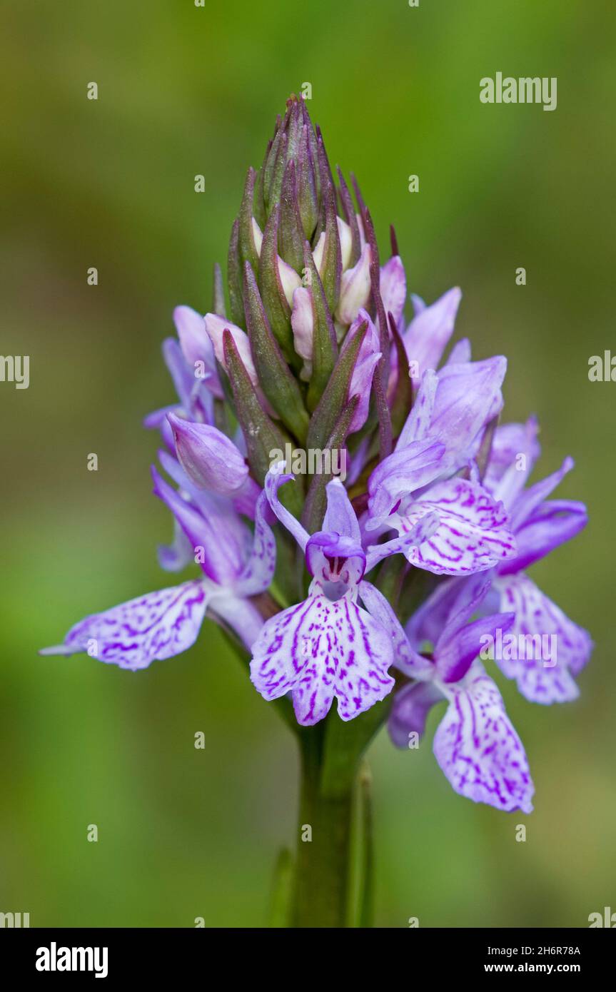 Heath spotted-orchid / moorland spotted orchid / Spotted heath orchid (Dactylorhiza maculata / Orchis maculata) in flower Stock Photo
