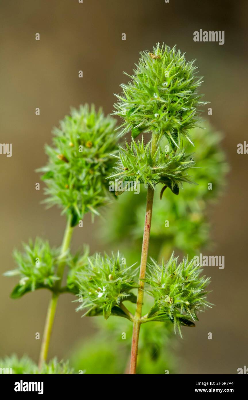 Spanish marjoram, mastic thyme, Spanish wood marjoram (Thymus