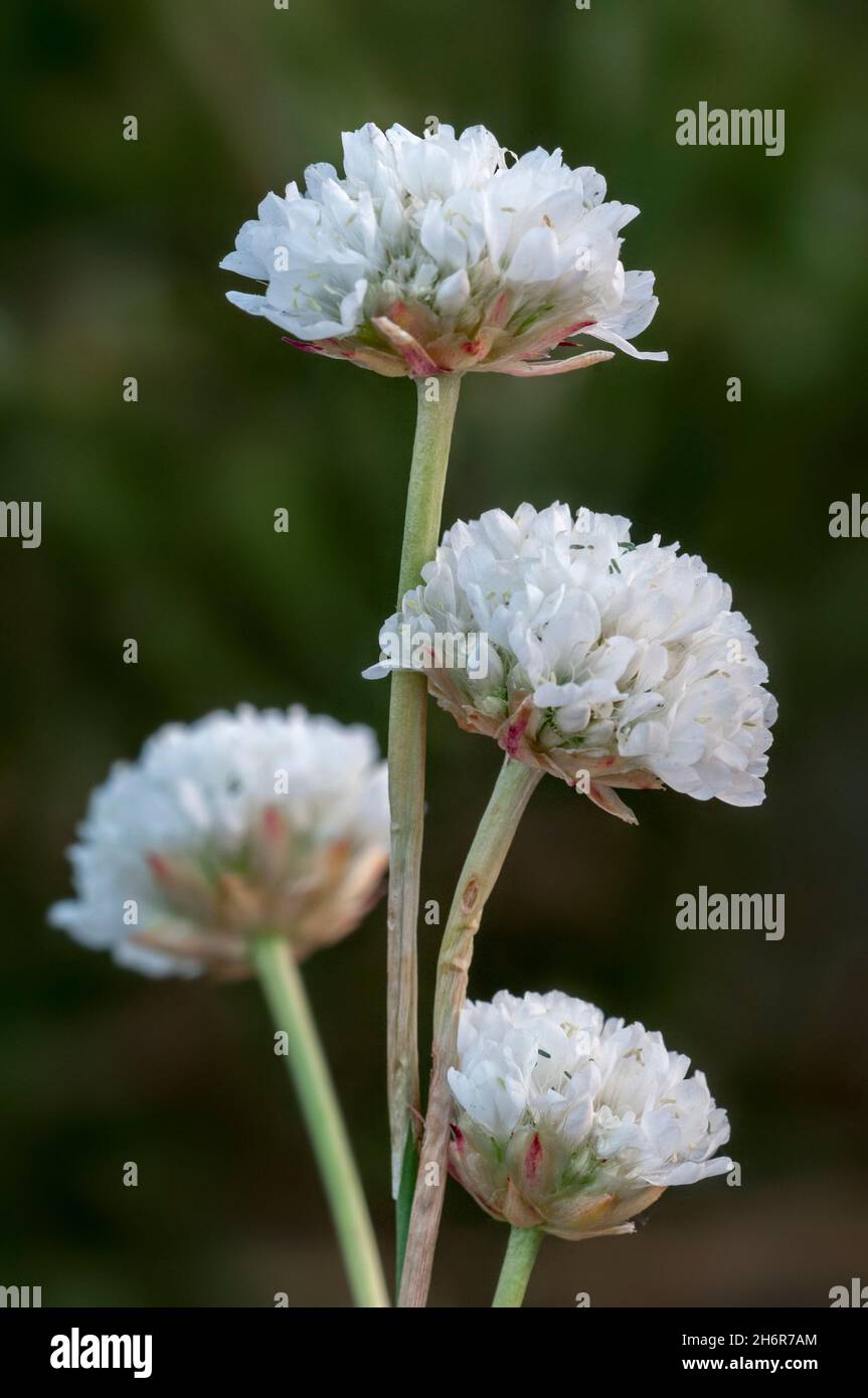 Jersey thrift, stork garlic, broad-leaved thrift (Armeria arenaria) in flower, native to southwestern Europe, Alps and Pyrenees Stock Photo