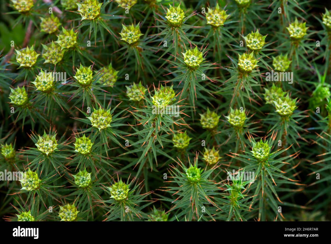 Juniper haircap / juniper polytrichum moss (Polytrichum juniperinum / Polytrichum alpestre) close-up showing male gametophytes Stock Photo
