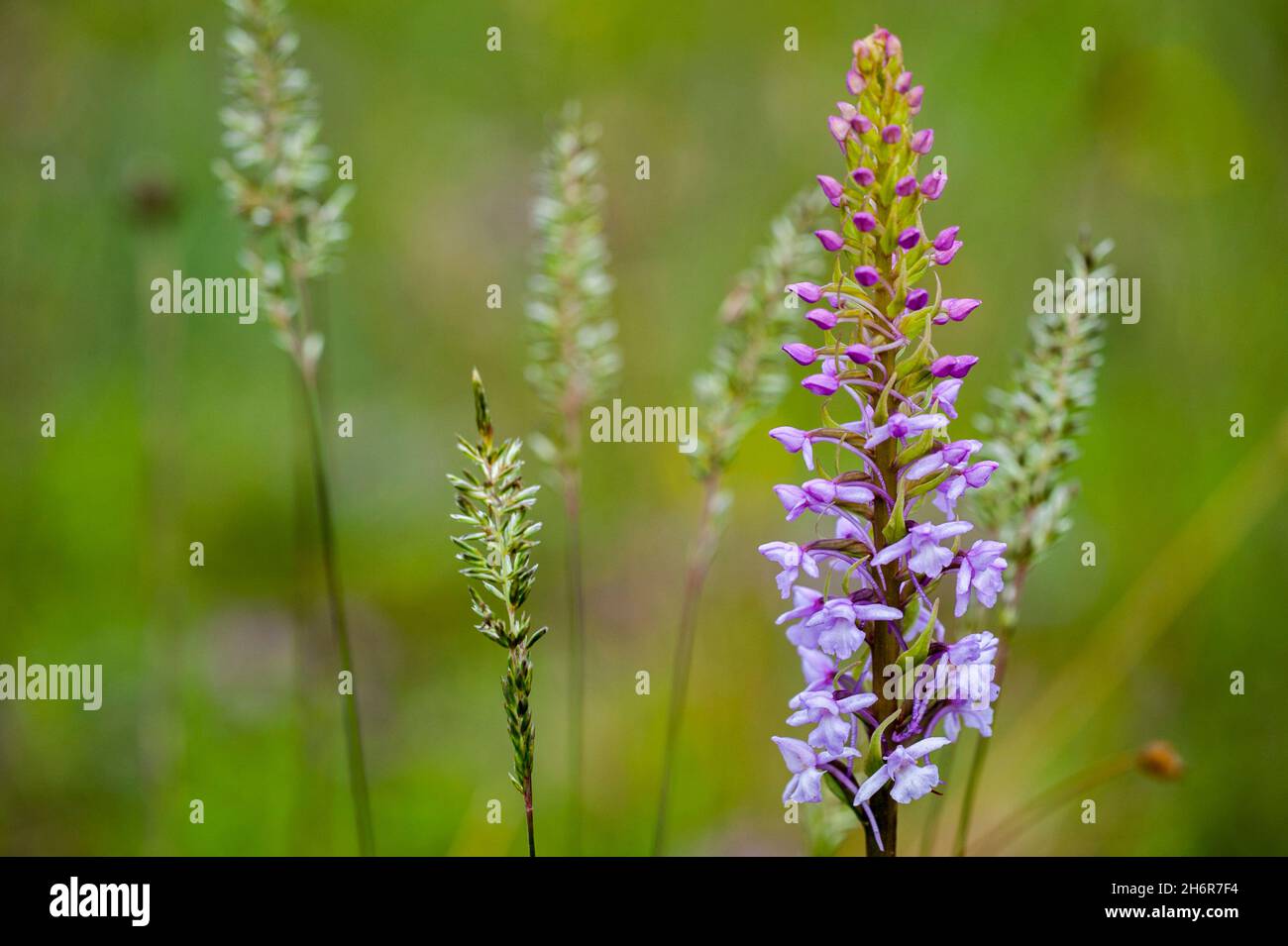 Fragrant orchid / chalk fragrant orchid (Gymnadenia conopsea) in flower in meadow, native to northern Europe Stock Photo