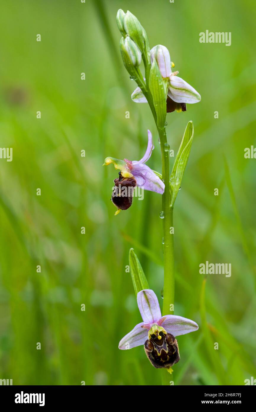 Late spider orchids (Ophrys holoserica / Ophrys fuciflora) in flower in meadow Stock Photo